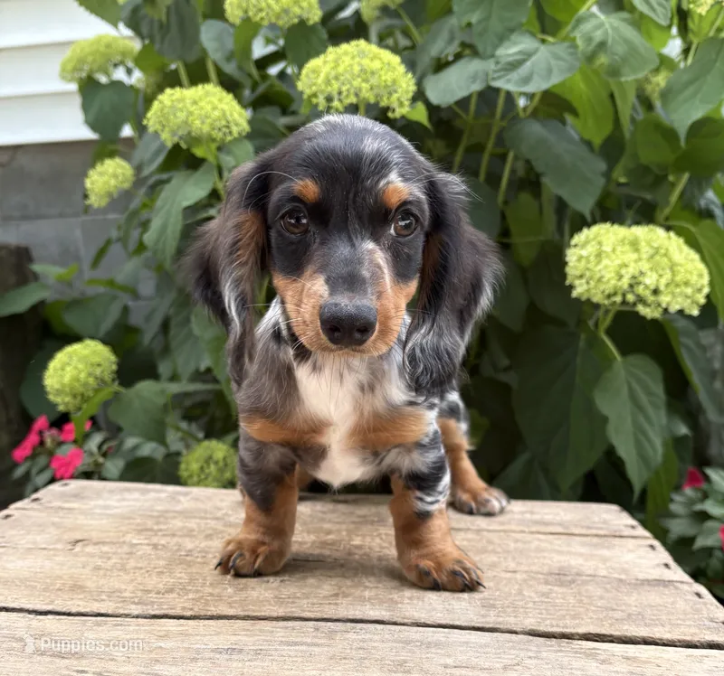 Ace – Miniature Dachshund puppy for sale in Middlebury, IN