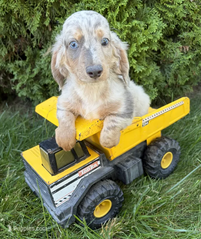 Jax – Dachshund puppy for sale in Middlebury, IN
