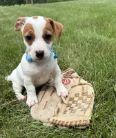 Rio, a male Jack Russell Terrier for sale in Middlebury, IN – 3 of 4