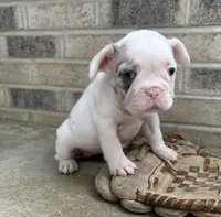 Darcia, a female French Bulldog for sale in Middlebury, IN – 2 of 4