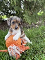 Wren, a female Miniature Dachshund for sale in Middlebury, IN – Photo 5 of 5