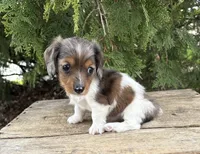 Wren, a female Miniature Dachshund for sale in Middlebury, IN – Photo 1 of 5