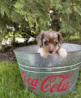 Wren, a female Miniature Dachshund for sale in Middlebury, IN – Photo 4 of 5