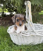Wren, a female Miniature Dachshund for sale in Middlebury, IN – Photo 3 of 5