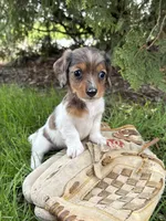 Wren, a female Miniature Dachshund for sale in Middlebury, IN – Photo 2 of 5