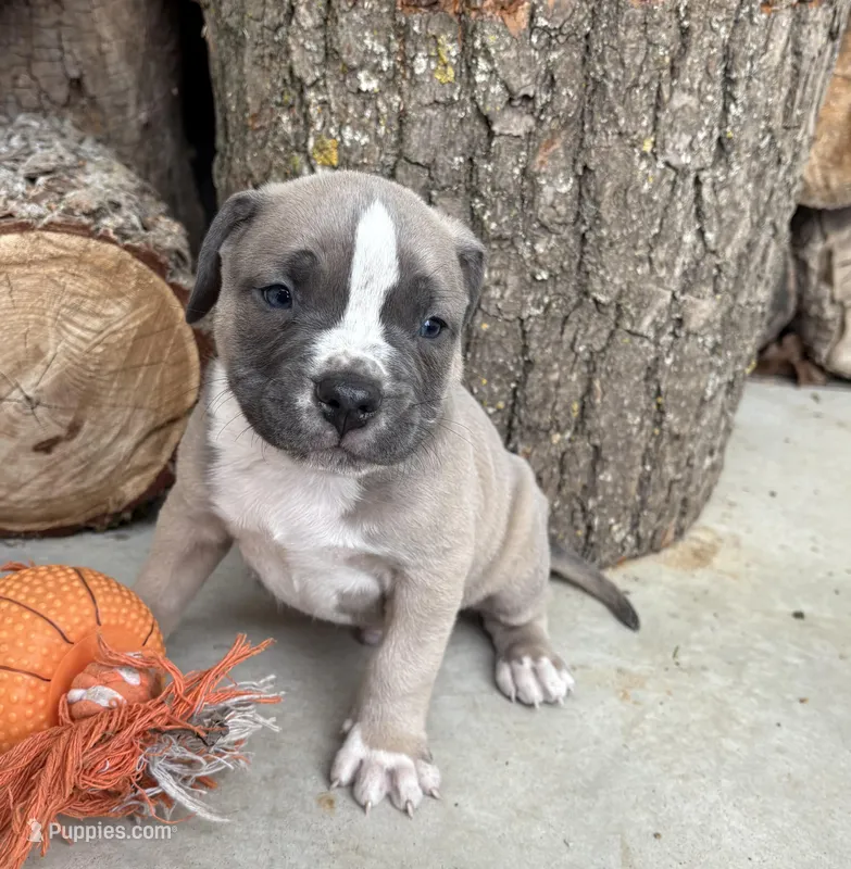 Sullivan – American Bulldog, American Pit Bull Terrier puppy for sale in Middlebury, IN