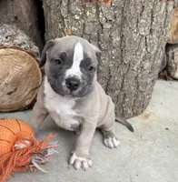 Sullivan, a male American Bulldog and American Pit Bull Terrier for sale in Middlebury, IN – Photo 1 of 6