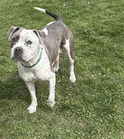 Sullivan, a male American Bulldog and American Pit Bull Terrier for sale in Middlebury, IN – Photo 2 of 6
