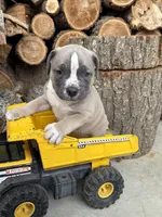 Sullivan, a male American Bulldog and American Pit Bull Terrier for sale in Middlebury, IN – Photo 5 of 6