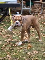 Sebastian, a male American Bulldog and American Pit Bull Terrier for sale in Middlebury, IN – Photo 6 of 6