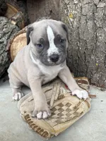 Sullivan, a male American Bulldog and American Pit Bull Terrier for sale in Middlebury, IN – Photo 4 of 6