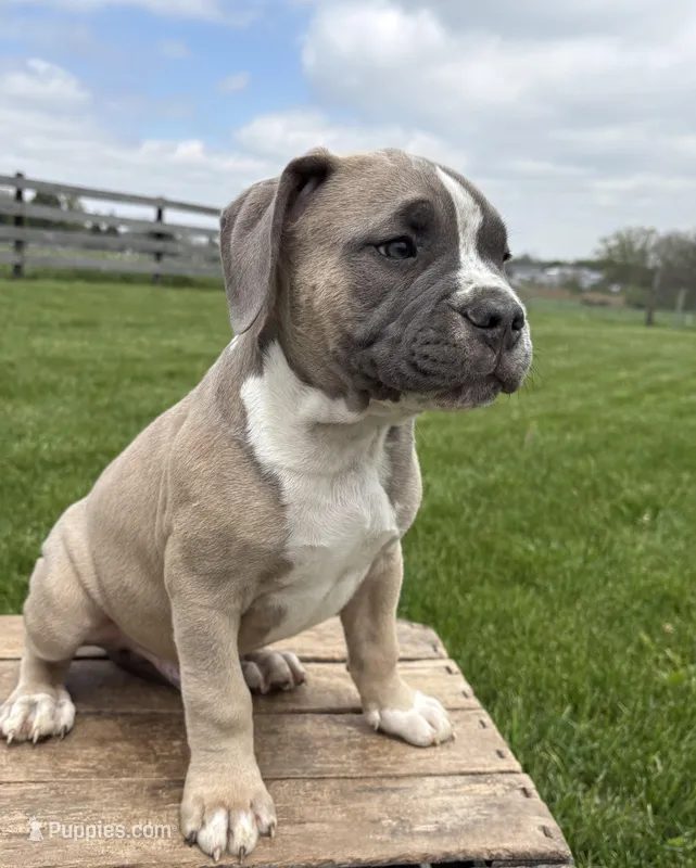 Sullivan – American Bulldog, American Pit Bull Terrier puppy for sale in Middlebury, IN