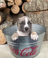 Sullivan, a male American Bulldog and American Pit Bull Terrier for sale in Middlebury, IN – Photo 3 of 6