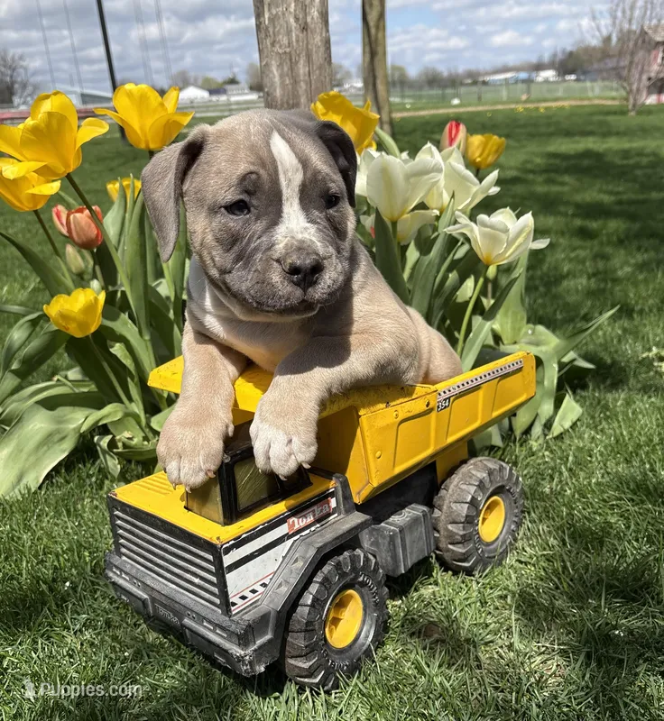 Sullivan – American Bulldog, American Pit Bull Terrier puppy for sale in Middlebury, IN