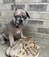 Dixie , a female French Bulldog for sale in Middlebury, IN – 4 of 4
