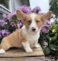 Gilbert , a male Pembroke Welsh Corgi for sale in Middlebury, IN – 2 of 4