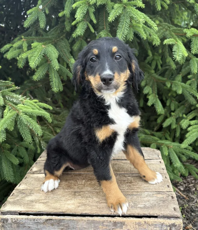 Bella – Bernedoodle puppy for sale in Middlebury, IN