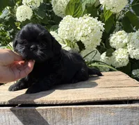 Lilah, a female Shih Tzu for sale in Middlebury, IN – 3 of 4