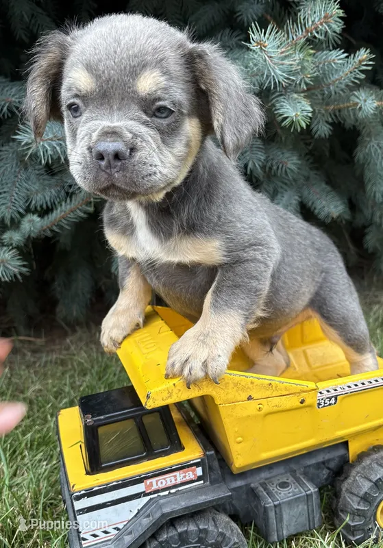 Diesel fluffy – French Bulldog puppy for sale in Middlebury, IN