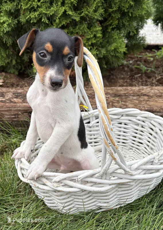 Scout – Jack Russell Terrier, Rat Terrier puppy for sale in Middlebury, IN