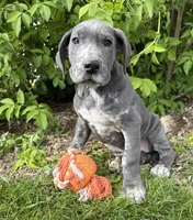 Tess, a female Great Dane for sale in Middlebury, IN – 3 of 5