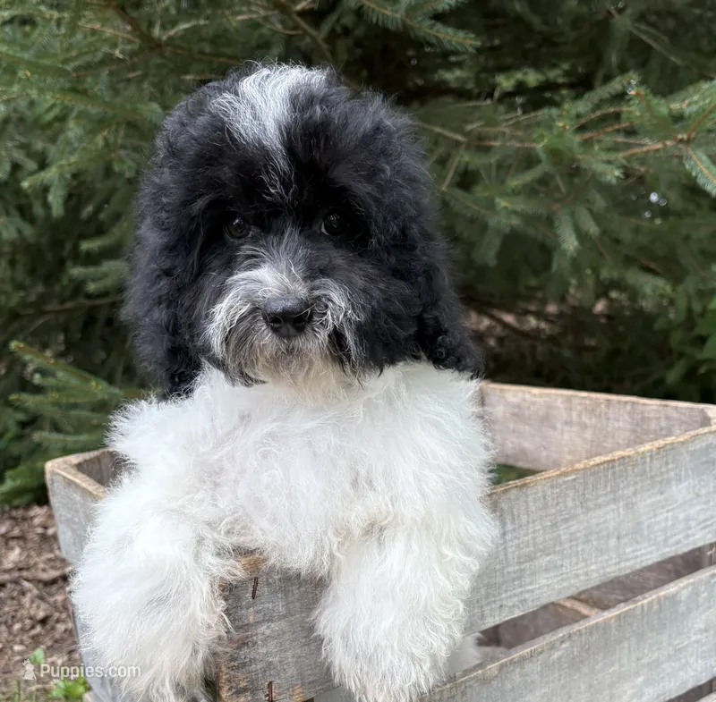 Ava – Havapoo puppy for sale in Middlebury, IN