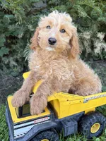 Jace, a male Cockapoo for sale in Middlebury, IN – 4 of 4