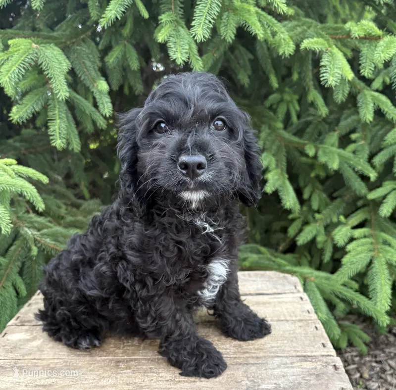 Cooper – Miniature Bernedoodle, Miniature Goldendoodle puppy for sale in Middlebury, IN