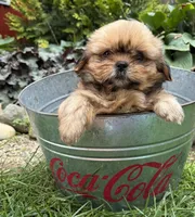 Calli, a female Shih Tzu for sale in Middlebury, IN – 4 of 5