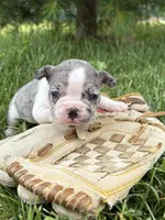 Sasha, a female French Bulldog for sale in Middlebury, IN – 3 of 5