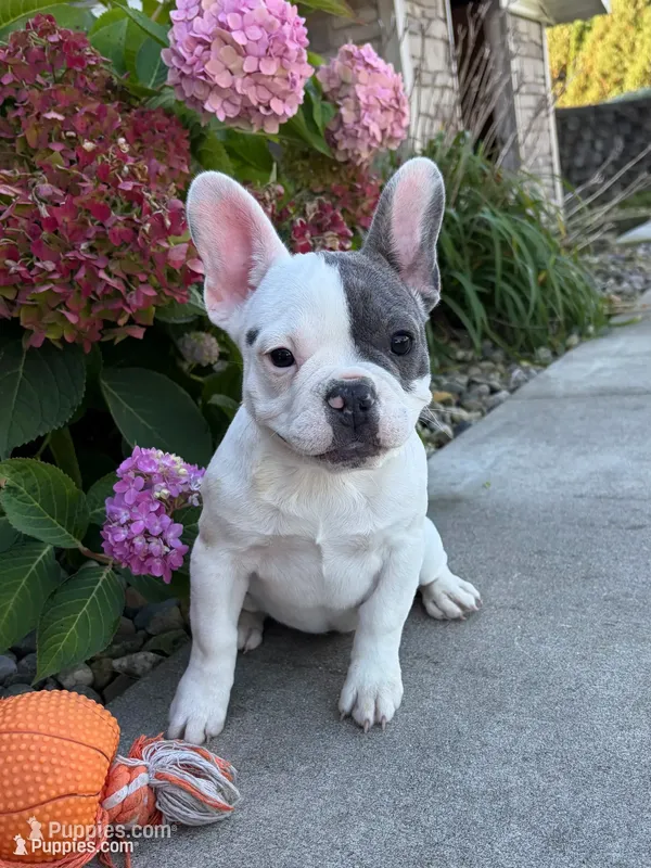 Layla – French Bulldog puppy for sale in Middlebury, IN