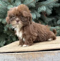 Lainey, a female Shih Tzu for sale in Middlebury, IN – 2 of 4