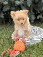 Penny, a female Pomeranian for sale in Middlebury, IN – 2 of 4