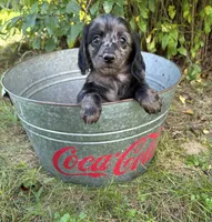 Truffles, a female Dachshund for sale in Middlebury, IN – 2 of 6