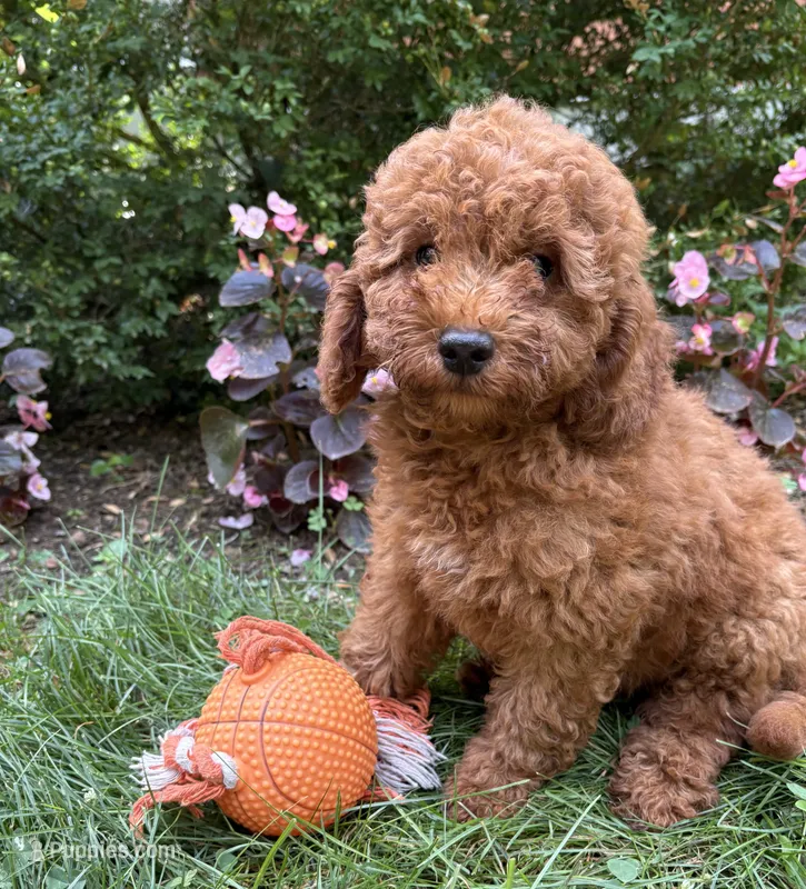 Benson – Miniature Goldendoodle puppy for sale in Middlebury, IN