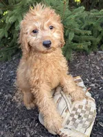 Pumpkin, a female Miniature Goldendoodle for sale in Middlebury, IN – 4 of 4