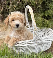 Jetta, a female Bichpoo for sale in Middlebury, IN – 4 of 4