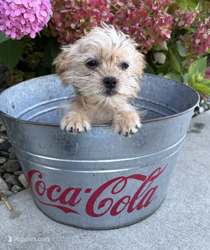 Albert – Morkie puppy for sale in Middlebury, IN
