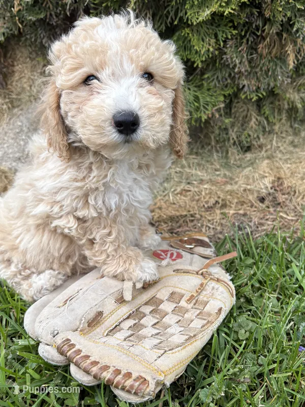 Jack – Bichpoo puppy for sale in Middlebury, IN