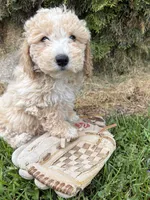 Jack, a male Bichpoo for sale in Middlebury, IN – 1 of 4