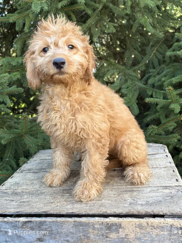 Pumpkin – Miniature Goldendoodle puppy for sale in Middlebury, IN
