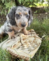 Skye, a female Miniature Dachshund for sale in Middlebury, IN – 2 of 4
