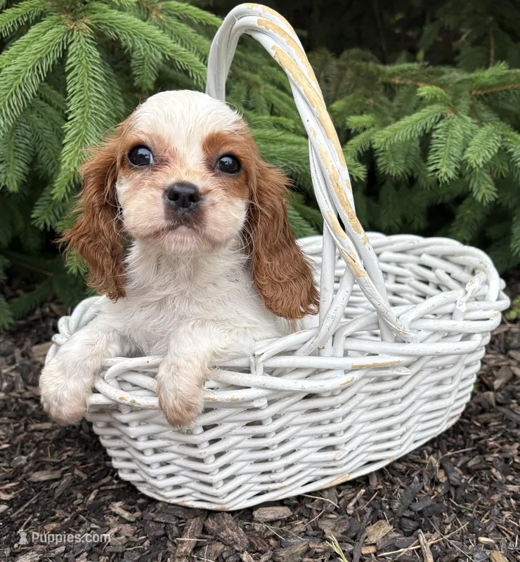 Stella – Cavalier King Charles Spaniel puppy for sale in Middlebury, IN