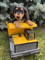 Quinn , a male Miniature Dachshund for sale in Middlebury, IN – 4 of 4