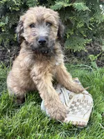 Dominic, a male Whoodle for sale in Middlebury, IN – 3 of 4