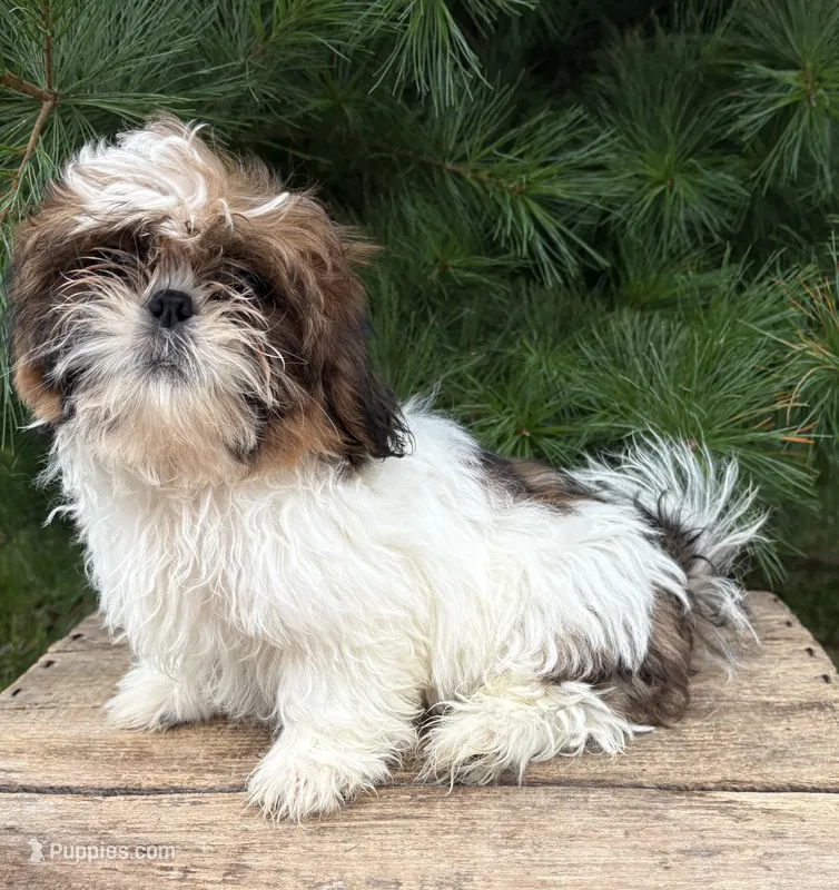 Tyler  – Shih Tzu puppy for sale in Middlebury, IN
