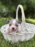 Sasha, a female French Bulldog for sale in Middlebury, IN – 2 of 5