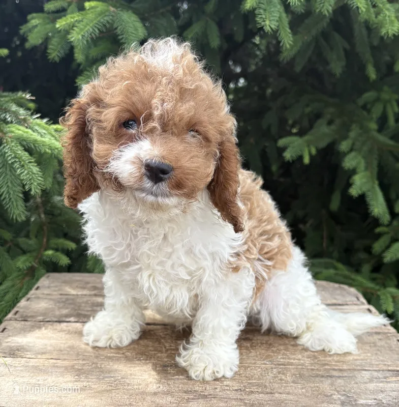 Tux – Cavapoo puppy for sale in Middlebury, IN