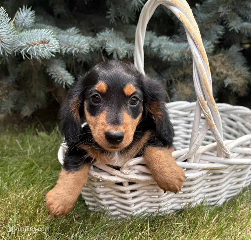 Quinn  – Miniature Dachshund puppy for sale in Middlebury, IN
