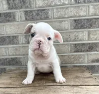 Dina, a female French Bulldog for sale in Middlebury, IN – 2 of 5